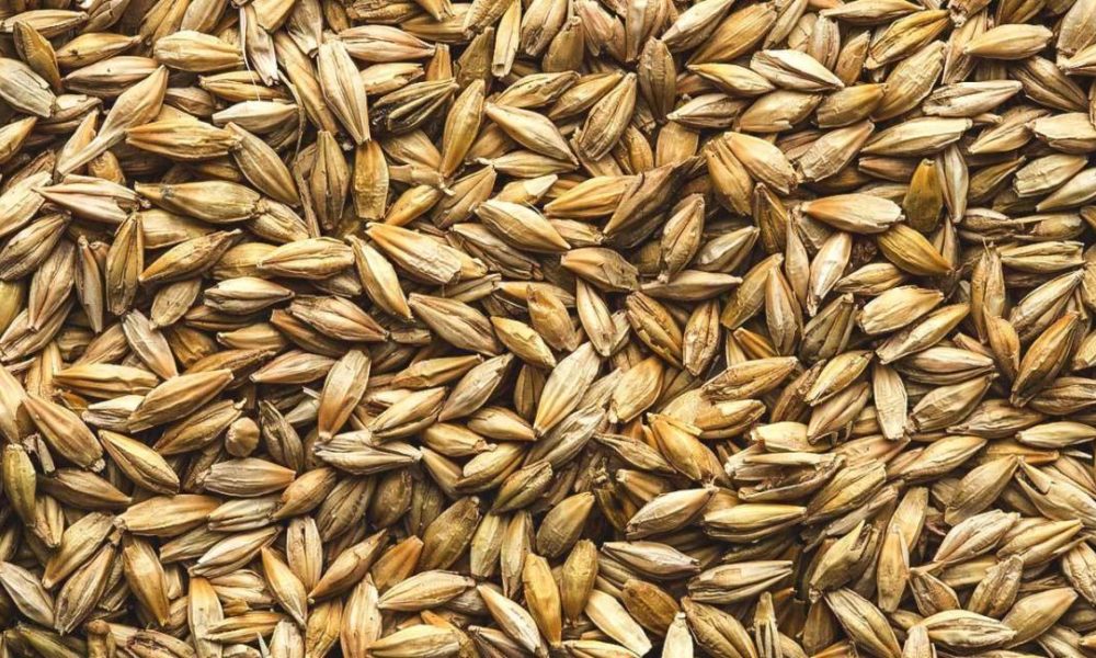 Barley is not Gluten-free