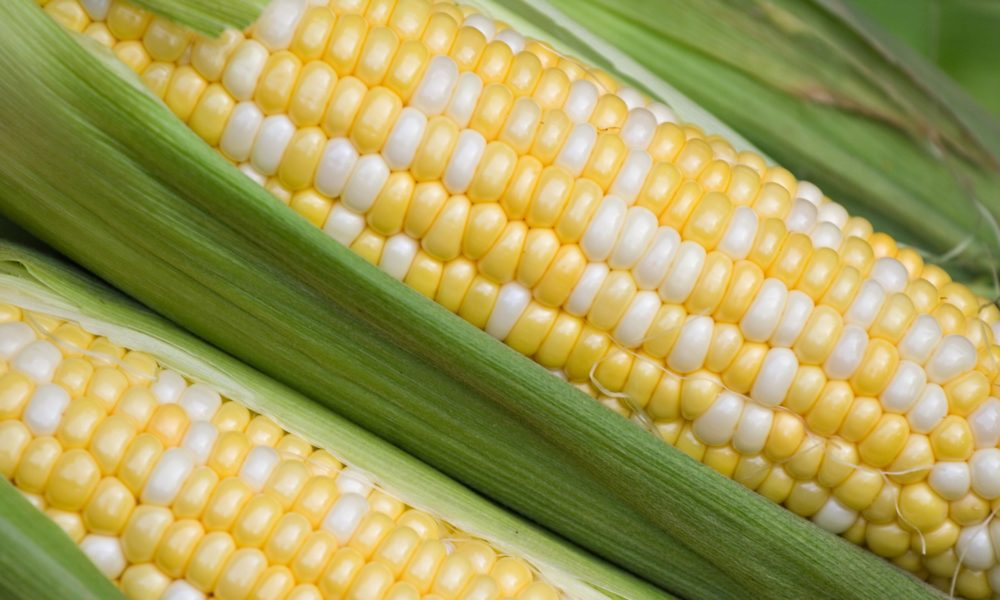Corn is Gluten-Free