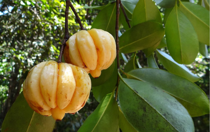 Garcinia Cambogia Helps With Weight Loss
