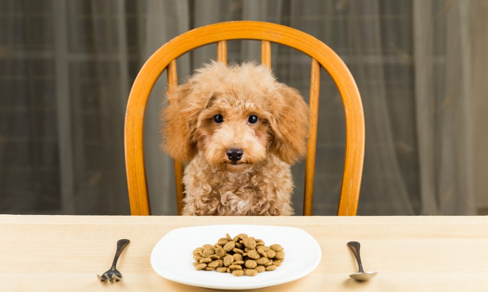 Healthy Recipes For Your Puppy